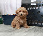 Small Photo #7 Poodle (Miniature) Puppy For Sale in MARIETTA, GA, USA