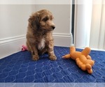 Small Photo #12 Aussie-Poo Puppy For Sale in DORAL, FL, USA