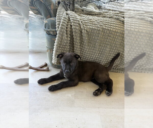 Medium Photo #4 Mutt Puppy For Sale in Springdale, PA, USA