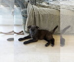 Small #3 Mutt