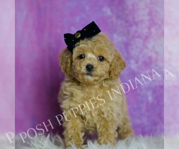 Medium Photo #4 Poodle (Toy) Puppy For Sale in WARSAW, IN, USA