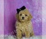 Small Photo #18 Poodle (Toy) Puppy For Sale in WARSAW, IN, USA