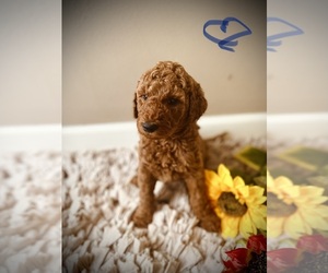 Goldendoodle (Miniature) Puppy for sale in CROSSVILLE, TN, USA