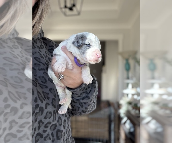 Medium Photo #2 Aussiedoodle-Bernedoodle Mix Puppy For Sale in BELTON, SC, USA