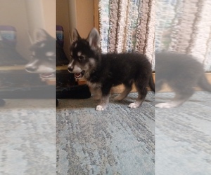 Gerberian Shepsky Puppy for sale in EDMORE, MI, USA