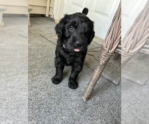 Double Doodle Puppy for sale in JACKSONVILLE, IL, USA