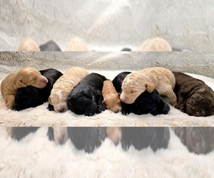 Labradoodle Puppy for Sale in NINE MILE FALLS, Washington USA