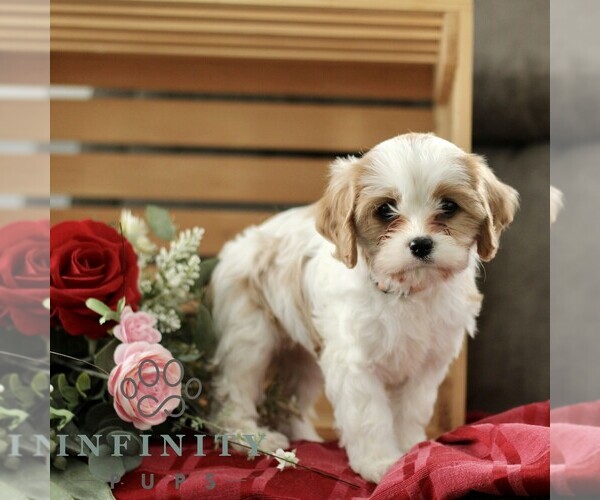 Medium Photo #4 Cavachon Puppy For Sale in BIRD IN HAND, PA, USA