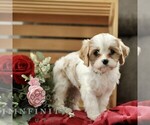 Small #3 Cavachon