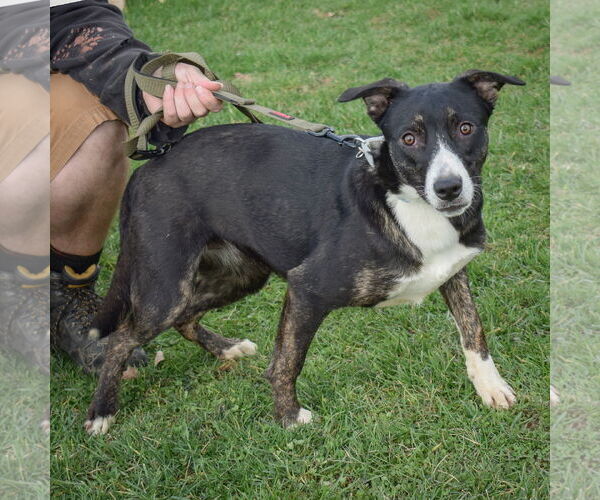 Medium Photo #5 Boxer-Dutch Shepherd  Mix Puppy For Sale in Huntley, IL, USA