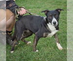 Small #4 Boxer-Dutch Shepherd  Mix