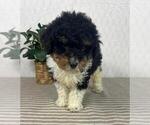 Small #3 Bernedoodle (Miniature)