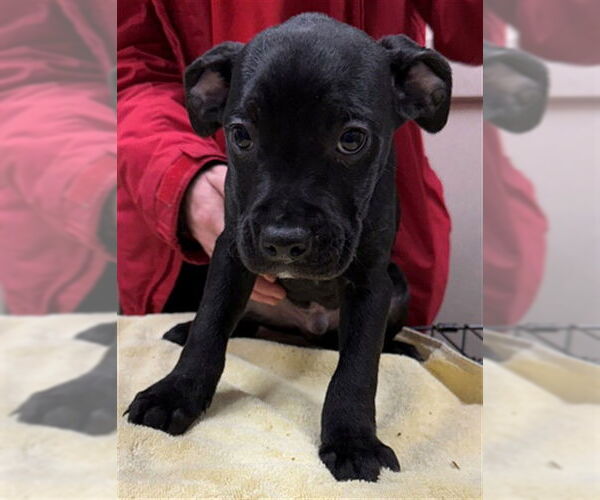 Medium Photo #1 Staffordshire Bull Terrier-Unknown Mix Puppy For Sale in Boston, MA, USA