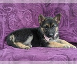 Small Photo #5 German Shepherd Dog Puppy For Sale in COCHRANVILLE, PA, USA