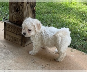 Zuchon Puppy for Sale in LOGANVILLE, Georgia USA