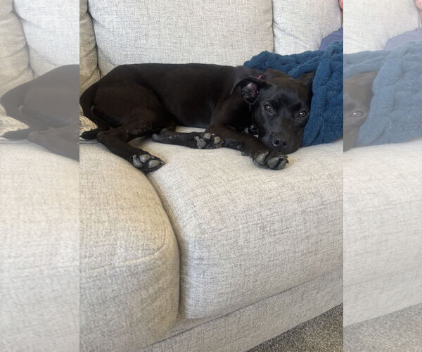 Medium Photo #2 American Pit Bull Terrier-Labrador Retriever Mix Puppy For Sale in Coldwater, MI, USA