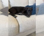 Small #1 American Pit Bull Terrier-Labrador Retriever Mix