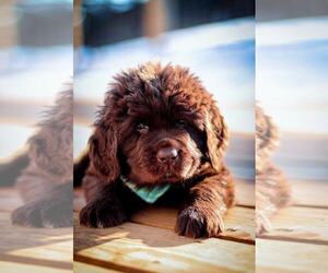 Newfoundland Puppy for sale in MADISON, WI, USA