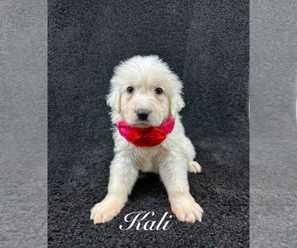 Medium Photo #1 Great Pyrenees-Unknown Mix Puppy For Sale in Grafton, WI, USA