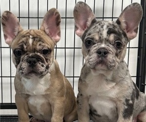 French Bulldog Puppy for sale in TAMPA, FL, USA