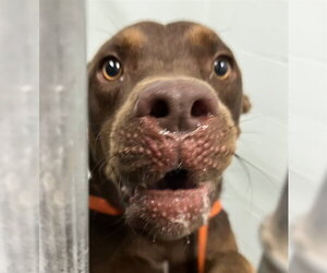 Doberman Pinscher-Unknown Mix Dogs for adoption in Tavares, FL, USA