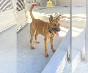 Valentino - Male Mutt Dog for Adoption - Photo #5