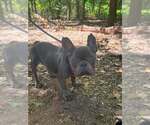 Small #8 French Bulldog