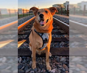 Mutt Dogs for adoption in Fremont, CA, USA