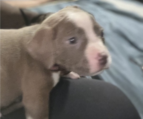 Medium Photo #28 American Bully Puppy For Sale in BUFFALO, NY, USA