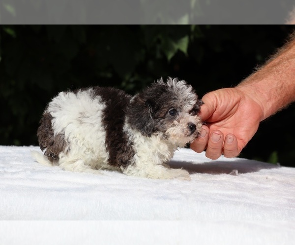 Medium Photo #21 Goldendoodle (Miniature) Puppy For Sale in DYERSBURG, TN, USA
