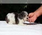 Small #20 Goldendoodle (Miniature)