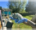 Small #20 French Bulldog