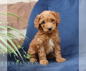 Goldendoodle (Miniature) Puppy for sale in NARVON, PA, USA