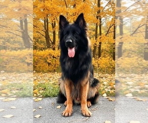 Father of the German Shepherd Dog puppies born on 12/20/2025