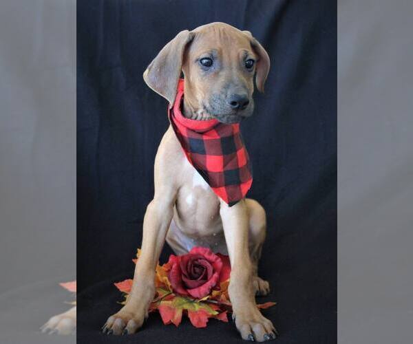 Medium Photo #1 Rhodesian Ridgeback Puppy For Sale in HOLDEN, MO, USA