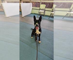 American Staffordshire Terrier-Unknown Mix Dogs for adoption in San Antonio, TX, USA