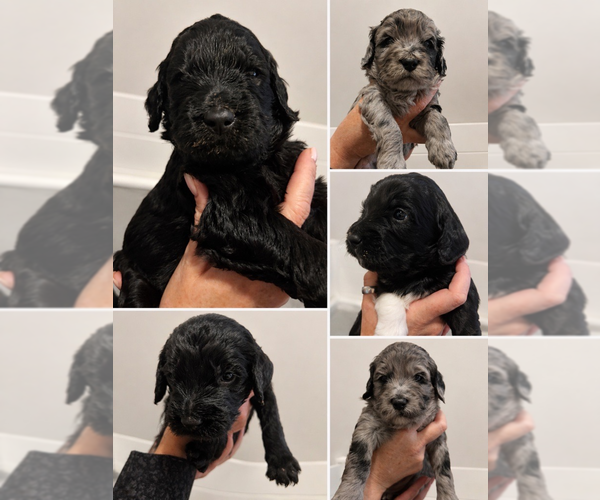 Medium Photo #1 Goldendoodle Puppy For Sale in BEND, OR, USA