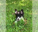 Small Photo #4 Pembroke Welsh Corgi Puppy For Sale in CLEVELAND, TX, USA