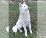 Small Photo #1 Siberian Husky Puppy For Sale in SEYMOUR, MO, USA