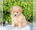 Small #4 Cavapoo