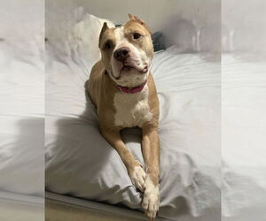 Medium American Staffordshire Terrier Mix