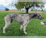 Small Photo #1 Irish Wolfhound Puppy For Sale in BLACKFOOT, ID, USA
