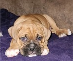 Small Photo #12 Boxer Puppy For Sale in EAST LONGMEADOW, MA, USA