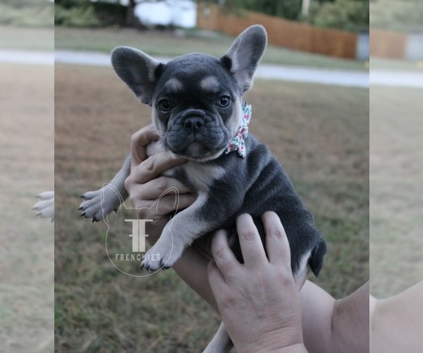 Medium Photo #1 French Bulldog Puppy For Sale in GRANGER, IN, USA