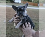 Puppy Millie French Bulldog