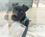 Small #3 Labrador Retriever Mix