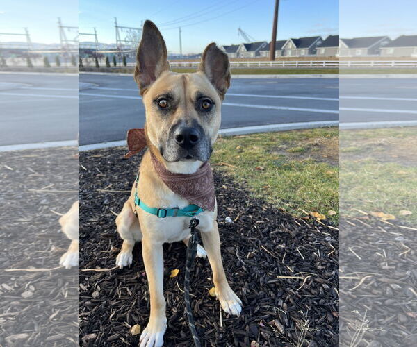 Medium Photo #11 German Shepherd Dog-Unknown Mix Puppy For Sale in Sandy, UT, USA