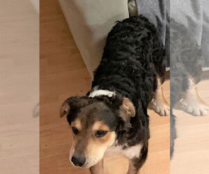 Border Collie-Spaniel Mix Dogs for adoption in Crossville, AL, USA