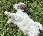 Small Photo #30 YorkiePoo Puppy For Sale in MONTGOMERY VILLAGE, MD, USA