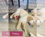 Small #3 Golden Retriever
